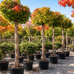 Ambrovník styraxový (Liquidambar styraciflua) ´GUMBALL´- výška 250-300 cm, kont. C55L - TVAROVANÝ TROJKMEŇ